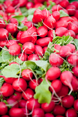 fresh red raddisch closeup macro outdoor market