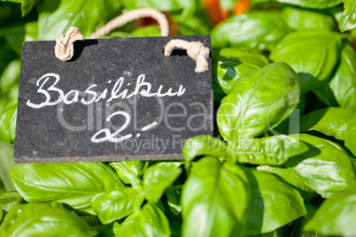 fresh green aromatic basil macro closeup on market