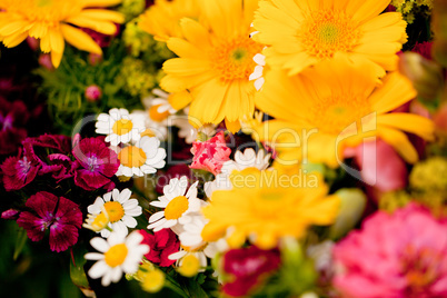 beautiful colorful collection of flowers spring summer celebration