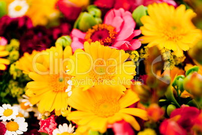 beautiful colorful collection of flowers spring summer celebration