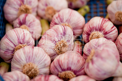 group of purple white garlic in basket macro