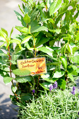 different fresh green herbs on market outdoor