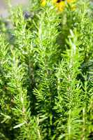 different fresh green herbs on market outdoor