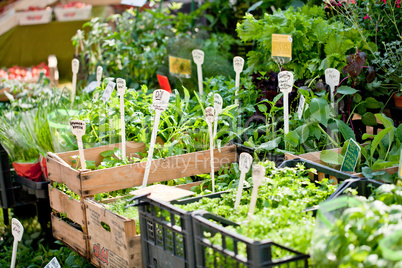 different fresh green herbs on market outdoor