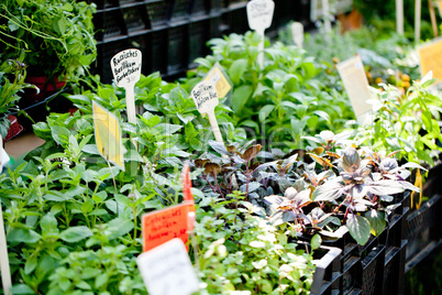 different fresh green herbs on market outdoor