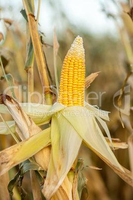 Corn on the cob in an agricultural field