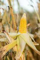 Corn on the cob in an agricultural field