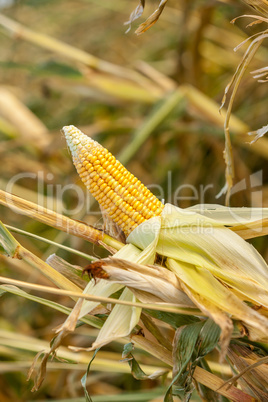 Corn on the cob in an agricultural field