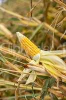 Corn on the cob in an agricultural field