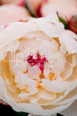 colorful beautiful roses flowers macro closeup card background