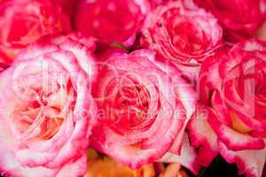 colorful beautiful roses flowers macro closeup card background