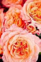 colorful beautiful roses flowers macro closeup card background