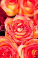 colorful beautiful roses flowers macro closeup card background