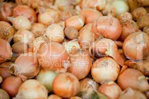 group of golden onion macro closeup outdoor market