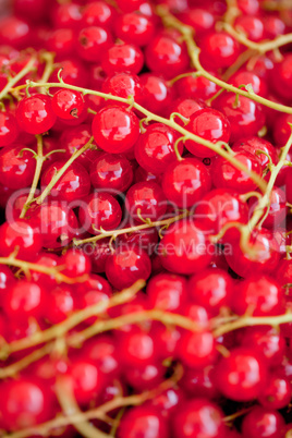 fresh tasty red currant berries macro closeup on market outdoor