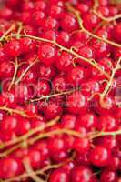 fresh tasty red currant berries macro closeup on market outdoor