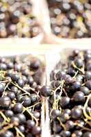healthy fresh black currant macro cloceup on market outdoor