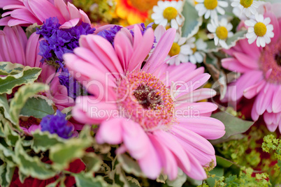 beautiful colorful collection of flowers spring summer celebration