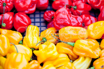 fresh healthy red yellow geen paprika pepper macro closeup