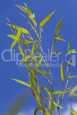 Close Up of Green Plant Against Cloudy Blue Sky