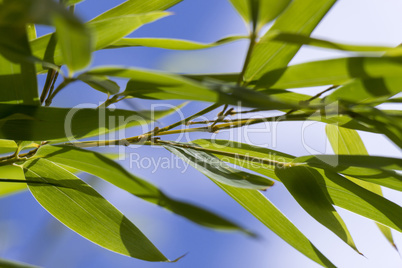 Close Up of Green Plant Against Cloudy Blue Sky