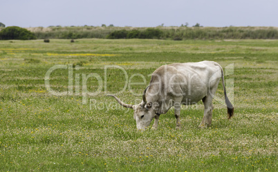 Maremmana Cow