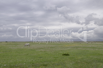 Maremma Cows