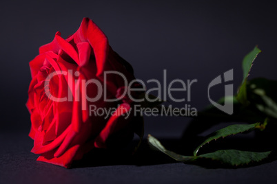 beautiful red rose flower on black background