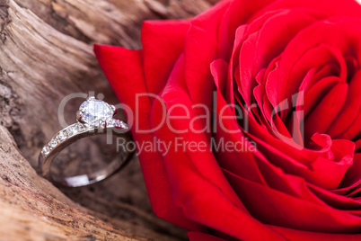 beautiful ring on wooden background and red rose