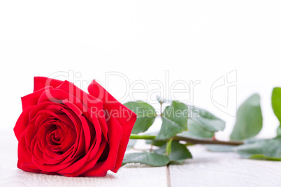 beautiful red rose on white bachground