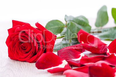 beautiful red rose on white bachground