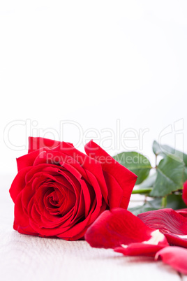 beautiful red rose on white bachground