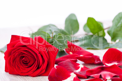 beautiful red rose on white bachground