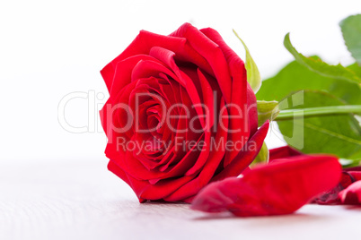 beautiful red rose on white bachground