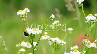 Beetle climbing on a camomile flower