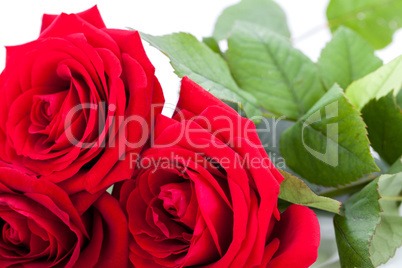 beautiful red rose on white bachground isolated