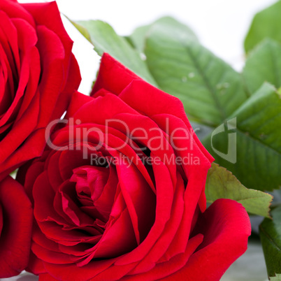 beautiful red rose on white bachground isolated