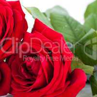 beautiful red rose on white bachground isolated