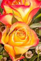 Background of vivid orange roses