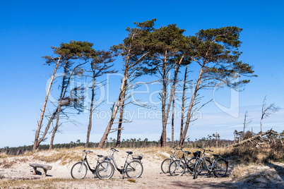 Küstenwald an der Ostsee