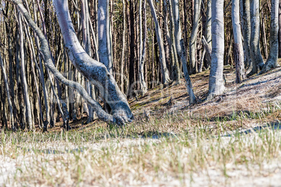 Küstenwald an der Ostsee