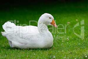 Goose resting on green grass.