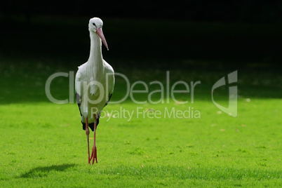 Stork on the green grass