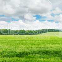 wheat field and blue sky