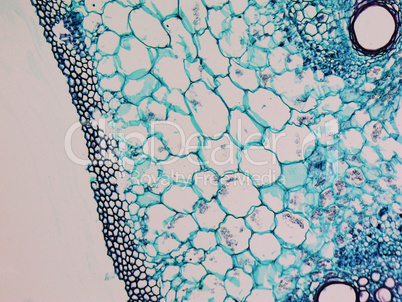 Cucurbita stem micrograph