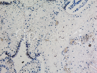 Lily ovary micrograph