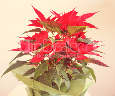 Poinsettia Christmas star