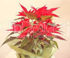 Poinsettia Christmas star