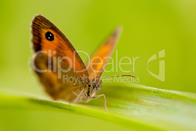 beautiful butterfly Pyronia tithonus macro closeup outdoor