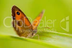 beautiful butterfly Pyronia tithonus macro closeup outdoor